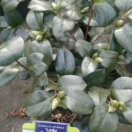 Camellia japonica 'Lady Campbell' 60/80 C. - afbeelding 4