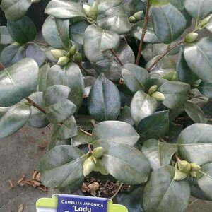 Camellia japonica 'Lady Campbell' 60/80 C. - afbeelding 4
