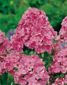 Phlox paniculata 'Rijnstroom' P9