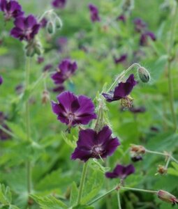Geranium phaeum 'Raven' P9
