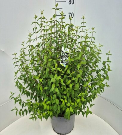 Philadelphus 'Lemoinei' 60/80 C. - afbeelding 1