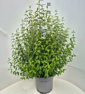 Philadelphus 'Lemoinei' 60/80 C. - afbeelding 2