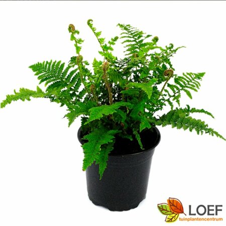 Dryopteris affinis 'Crispa' C2 - afbeelding 3