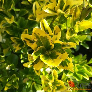 Euonymus japonicus 'Aureus' Leischerm 70 x 120 C.