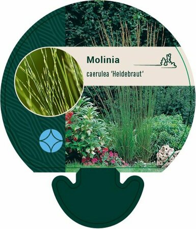 Molinia caerulea 'Heidebraut' C2 - afbeelding 1
