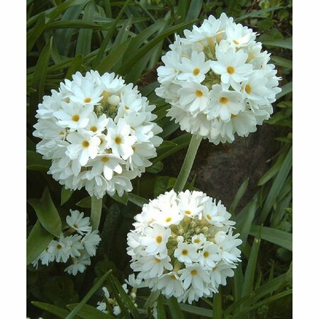 Primula denticulata 'Alba' P9 - afbeelding 3