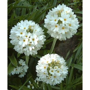 Primula denticulata 'Alba' P9 - afbeelding 3