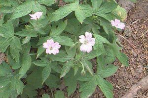 Geranium versicolor P9