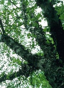 Betula nigra 300/350 DR. Meerstammig