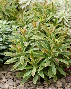 Euphorbia 'Ascot Rainbow' P9