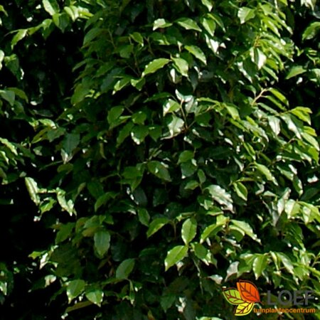 Prunus lusitanica 40/50 C. Bol - afbeelding 1