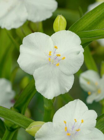 Tradescantia andersoniana 'Innocence' P9 - afbeelding 1