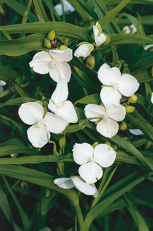 Tradescantia andersoniana 'Innocence' P9 - afbeelding 2