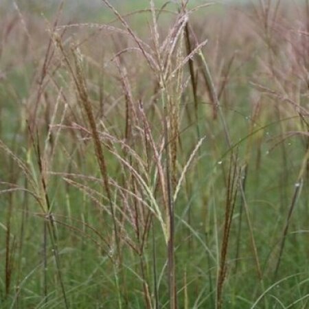 Miscanthus sinensis 'Adagio' C1.5 - afbeelding 2