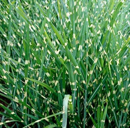 Miscanthus sinensis 'Strictus' C1.5 - afbeelding 2