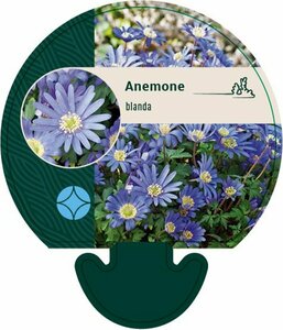 Anemone blanda P9