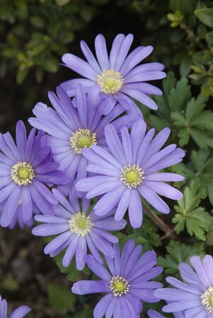 Anemone blanda P9 - afbeelding 3