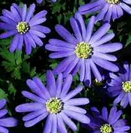 Anemone blanda P9 - afbeelding 4