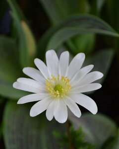 Anemone blanda 'White Splendour' P9