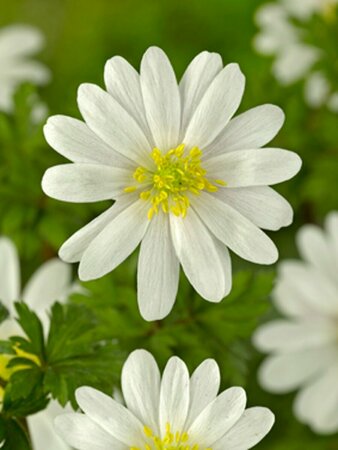 Anemone blanda 'White Splendour' P9 - afbeelding 2