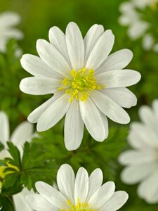 Anemone blanda 'White Splendour' P9 - afbeelding 2