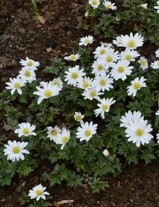 Anemone blanda 'White Splendour' P9