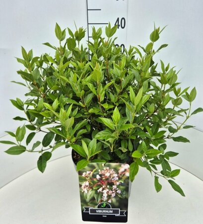 Viburnum tinus 20/25 C. - afbeelding 4