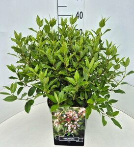 Viburnum tinus 20/25 C. - afbeelding 4