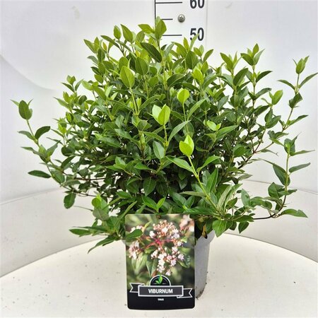 Viburnum tinus 20/25 C. - afbeelding 3
