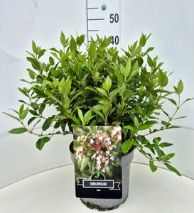 Viburnum tinus 20/25 C. - afbeelding 2