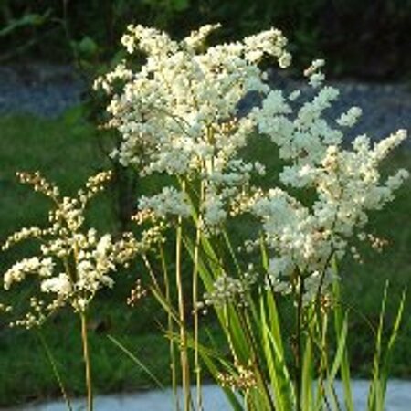Filipendula vulgaris P9 - afbeelding 1