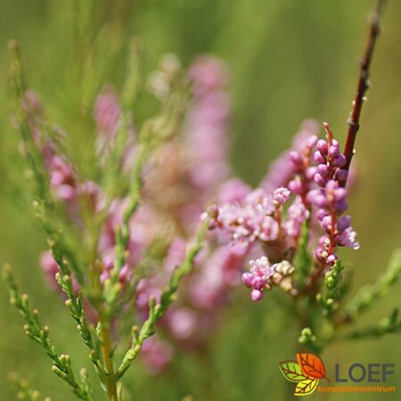 Tamarix ramosissima 'Pink Cascade' 100/125 C. - afbeelding 1