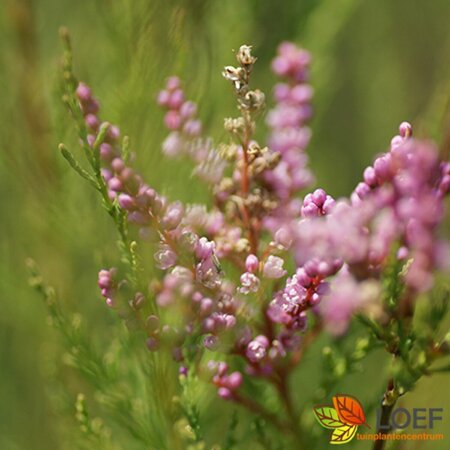 Tamarix ramosissima 'Pink Cascade' 100/125 C. - afbeelding 2