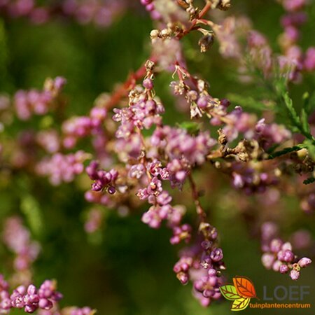 Tamarix ramosissima 'Pink Cascade' 100/125 C. - afbeelding 3