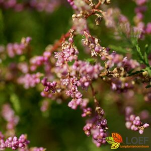 Tamarix ramosissima 'Pink Cascade' 100/125 C. - afbeelding 3