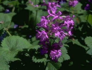 Stachys grandiflora 'Superba' P9