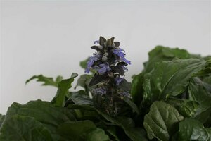Ajuga reptans C2 - afbeelding 5
