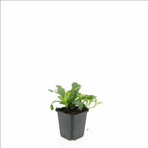 Ajuga reptans C2 - afbeelding 10