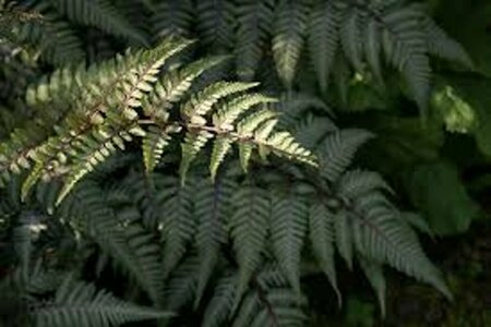Athyrium niponicum 'Silver Falls' C2