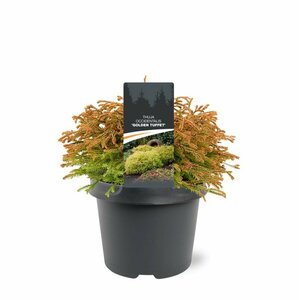 Thuja occ. 'Golden Tuffet' 25/30 C.