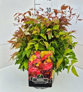Nandina domestica 'Blush Pink' 25/30 C. - afbeelding 3