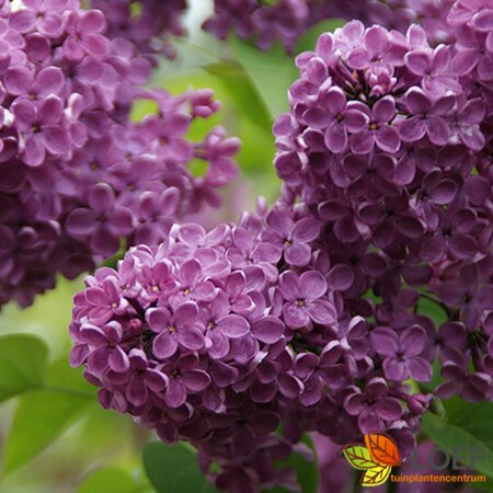 Syringa vulgaris 'Andenken an Ludwig Späth' 60/80 C. - afbeelding 1