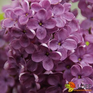Syringa vulgaris 'Andenken an Ludwig Späth' 60/80 C. - afbeelding 3