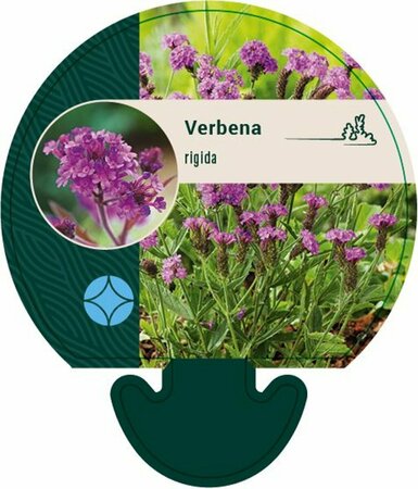 Verbena rigida P9 - afbeelding 3
