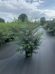 Osmanthus burkwoodii 40/50 C. - afbeelding 3