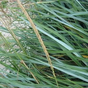 Leymus arenarius C2 - afbeelding 2