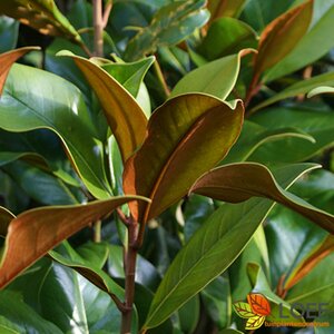 Magnolia grandiflora 'Little Gem' 80/100 C.