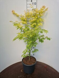 Acer palmatum 'Orange Dream' 40/50 C. - afbeelding 2