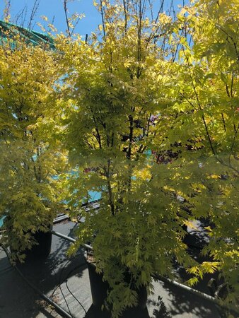 Acer palmatum 'Orange Dream' 40/50 C. - afbeelding 4