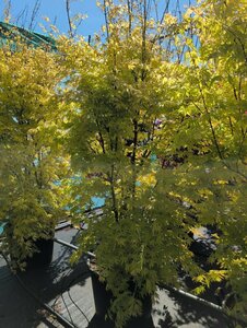 Acer palmatum 'Orange Dream' 40/50 C.